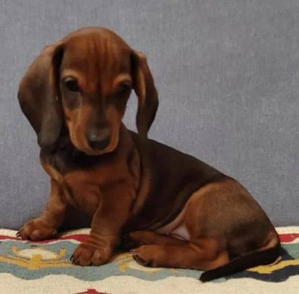 Imported Dachshund puppies available for booking 14