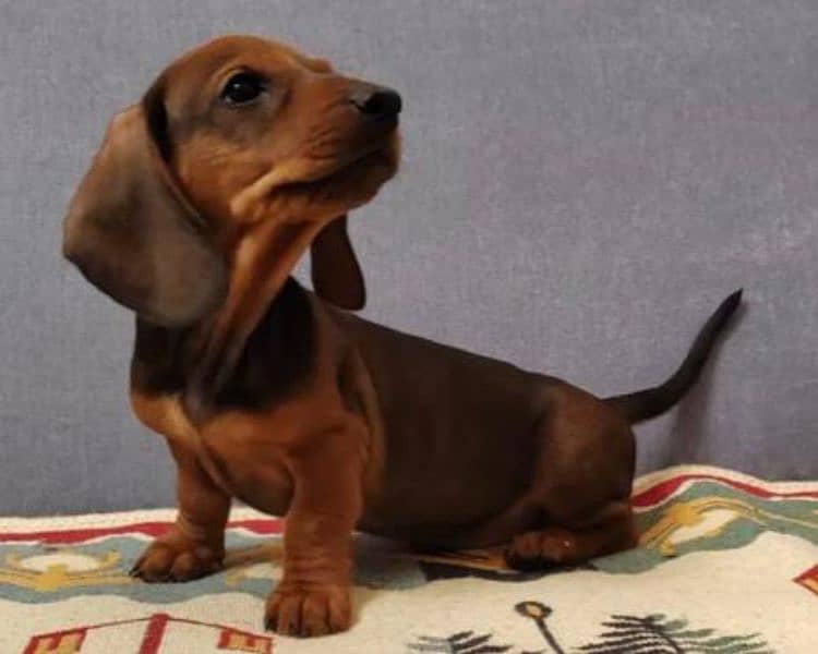 Imported Dachshund puppies available for booking 15