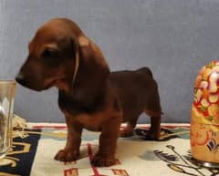 Imported Dachshund puppies available for booking