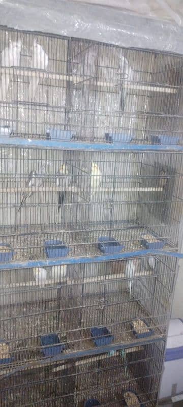 birds cage 4