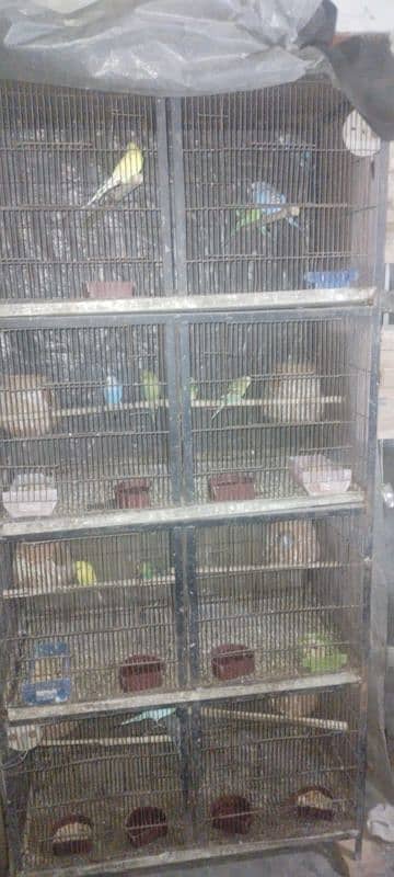 birds cage 6