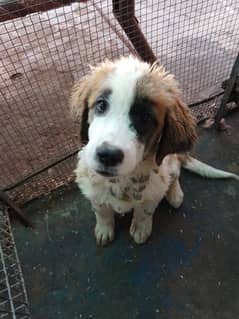 Saint Bernard puppies for sale