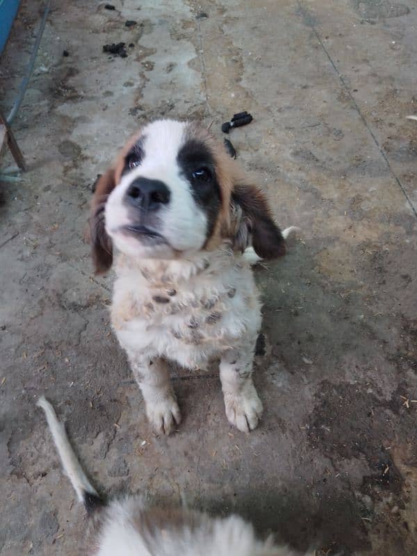 Saint Bernard puppies for sale 1