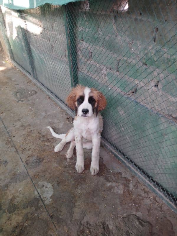 Saint Bernard puppies for sale 2