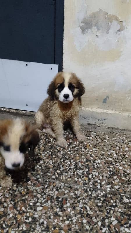 Saint Bernard puppies for sale 3