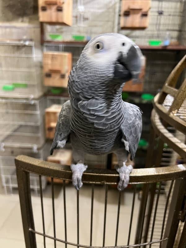 Gray parrot 1