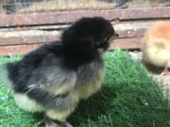 mix desi chicks 5 days old male and female