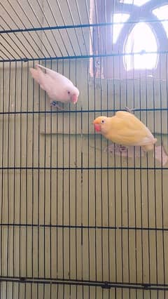 creamino decino albino Abino red eyes pair available