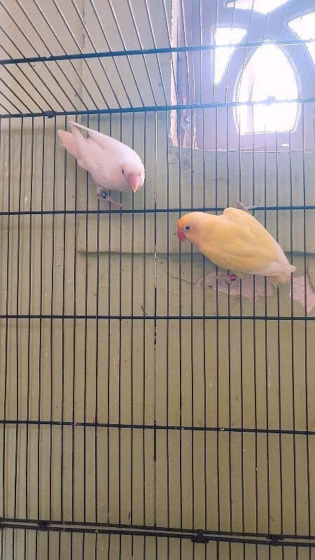 creamino decino albino Abino red eyes pair available 1