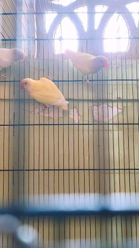 creamino decino albino Abino red eyes pair available 3