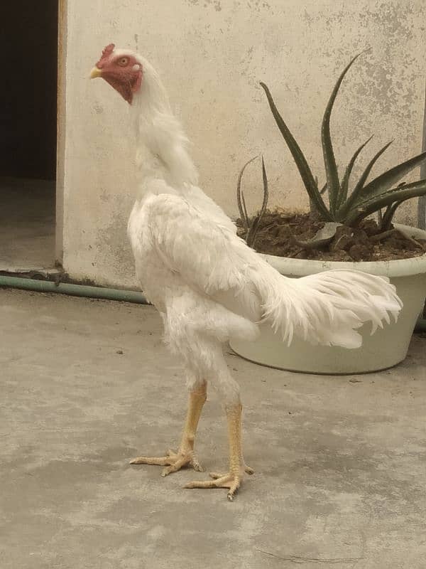 Pure White King O Shamo Patha High Quality Long Height 0