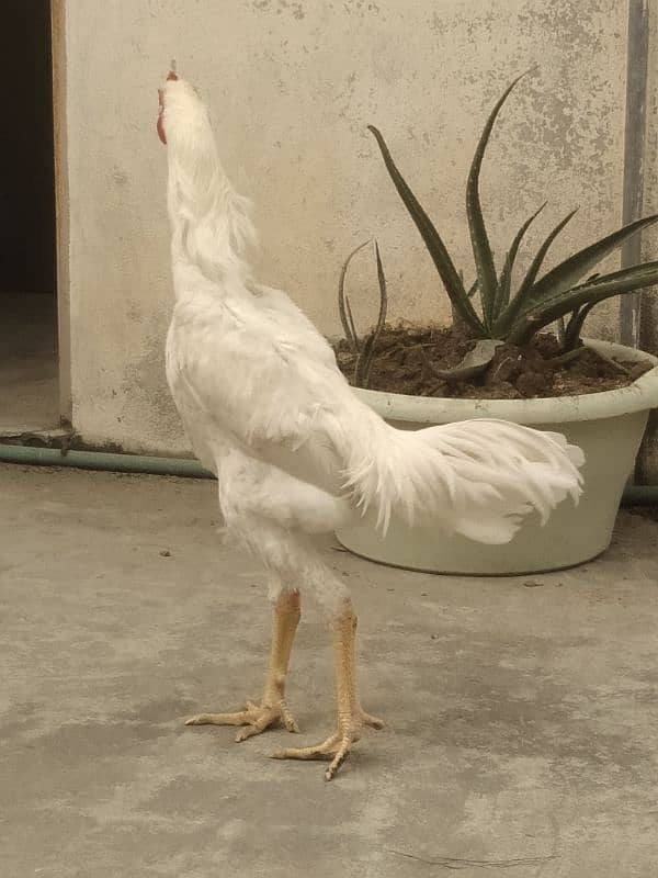 Pure White King O Shamo Patha High Quality Long Height 5