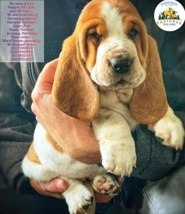 Imported basset hound puppies available for booking 3