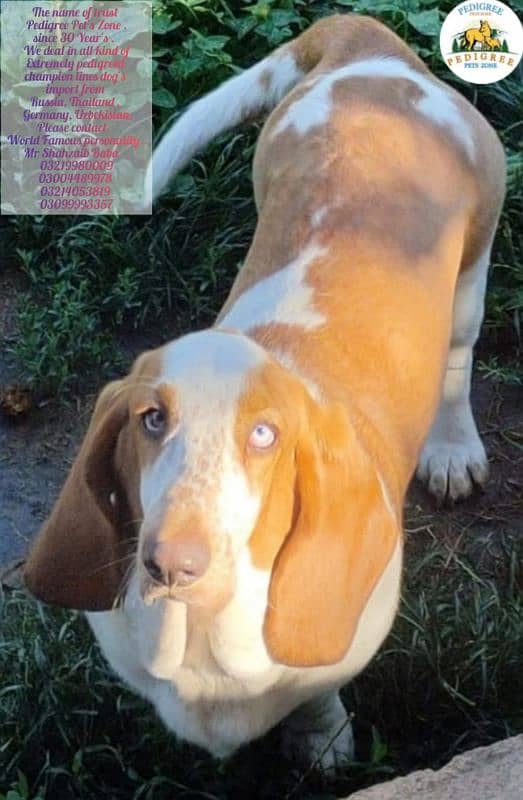 Imported basset hound puppies available for booking 5