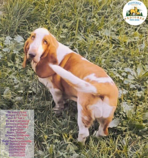 Imported basset hound puppies available for booking 7