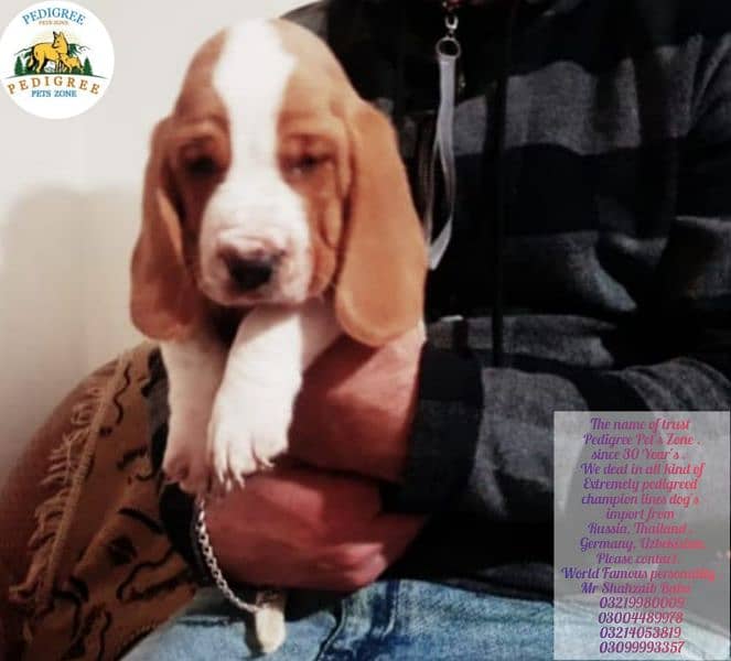 Imported basset hound puppies available for booking 9