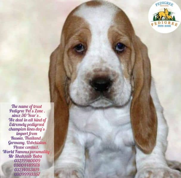 Imported basset hound puppies available for booking 10