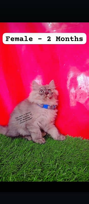 Persian Kittens Triple Coated 1