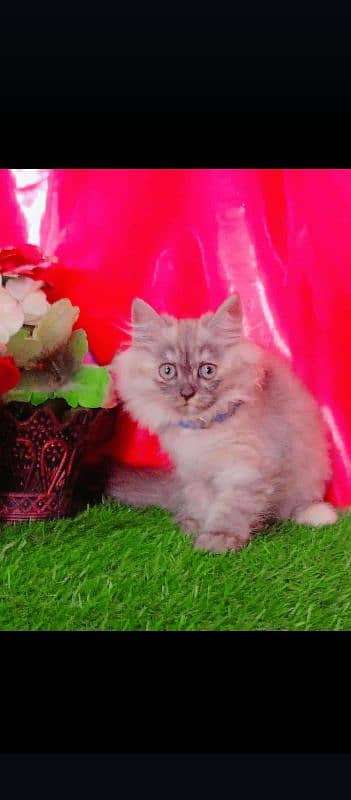 Persian Kittens Triple Coated 2