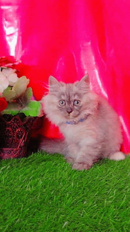 Persian Kittens Triple Coated 7