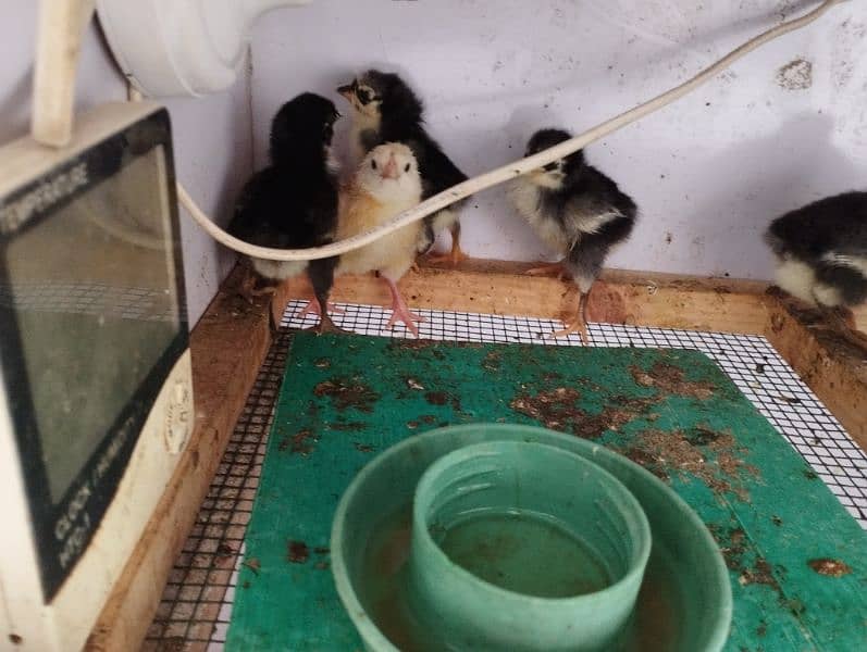 Australorp chicks 1