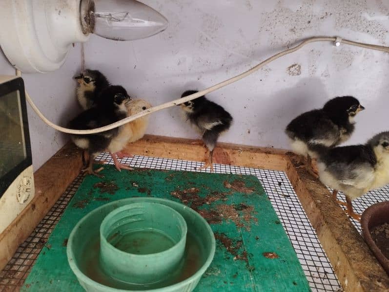 Australorp chicks 2