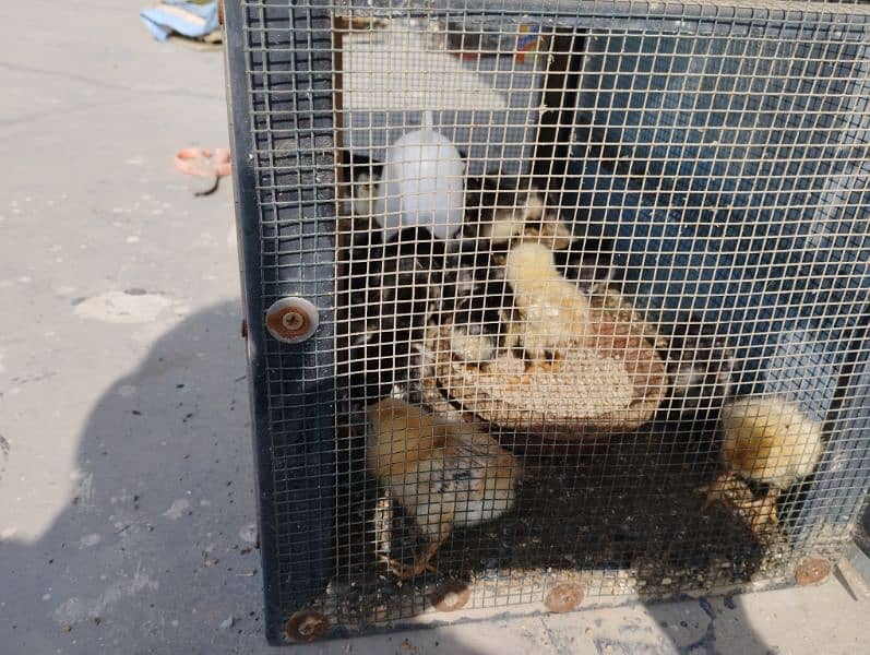 Australorp chicks 4