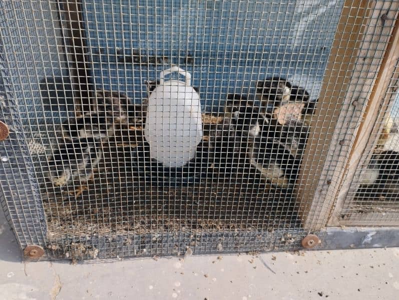 Australorp chicks 5