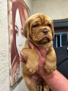 Imported French mastiff puppies available for booking