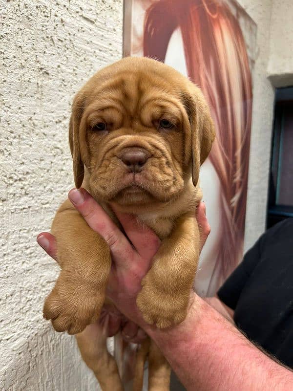 Imported French mastiff puppies available for booking 5