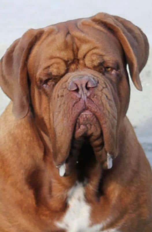 Imported French mastiff puppies available for booking 8