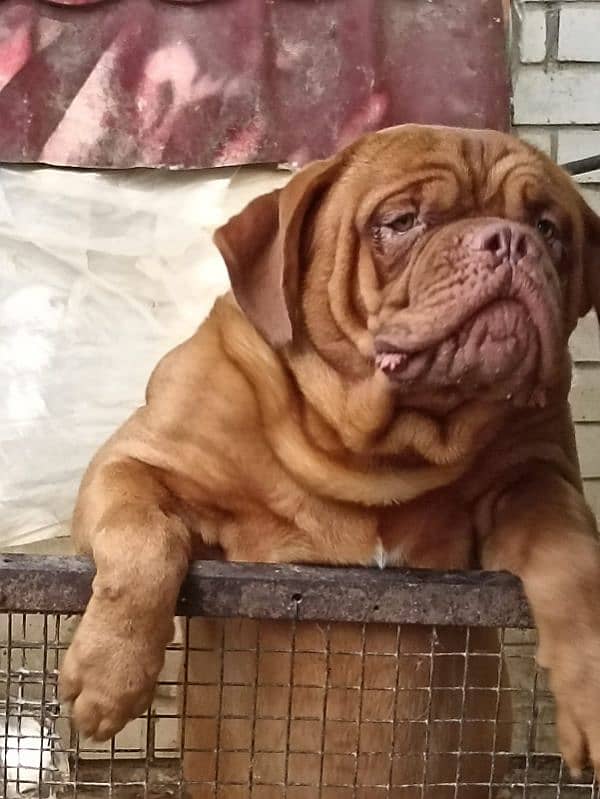 Imported French mastiff puppies available for booking 11