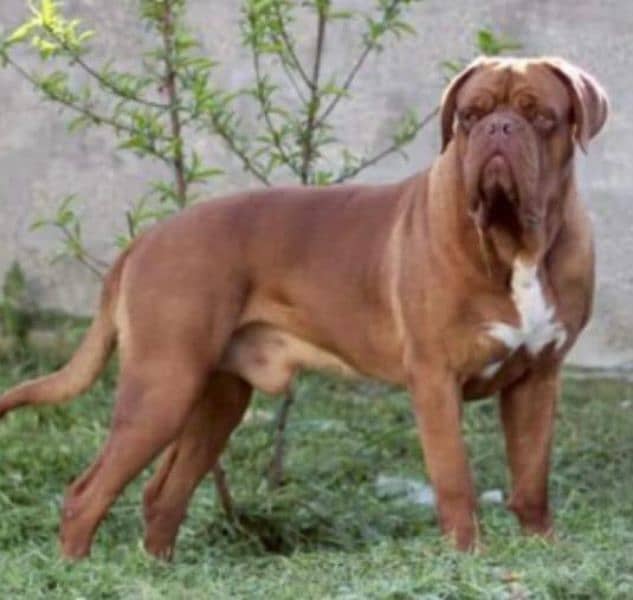 Imported French mastiff puppies available for booking 15