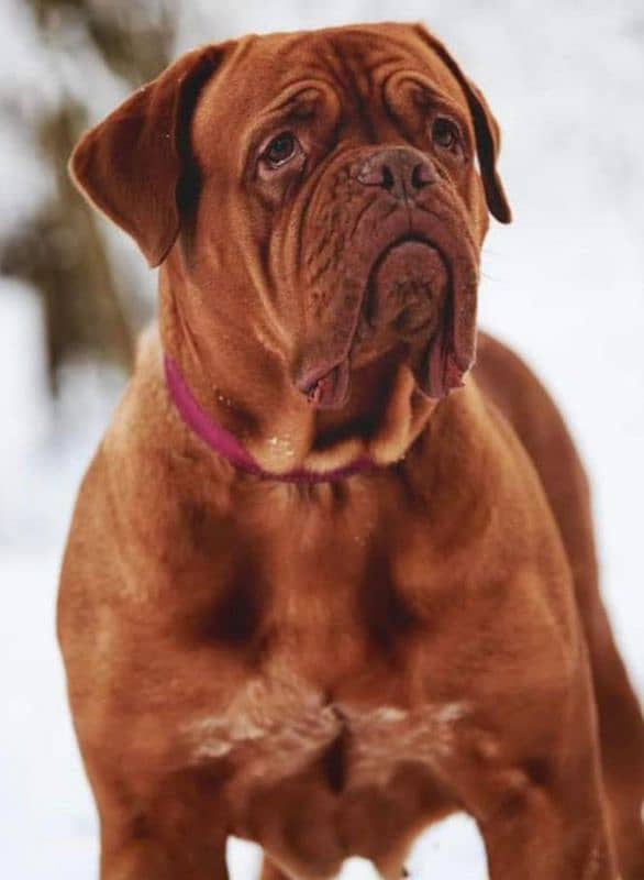 Imported French mastiff puppies available for booking 16