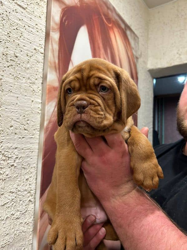 Imported French mastiff puppies available for booking 17