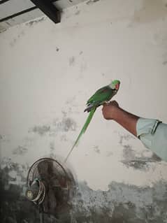 Raw male parrot