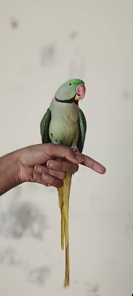 Raw male parrot 1