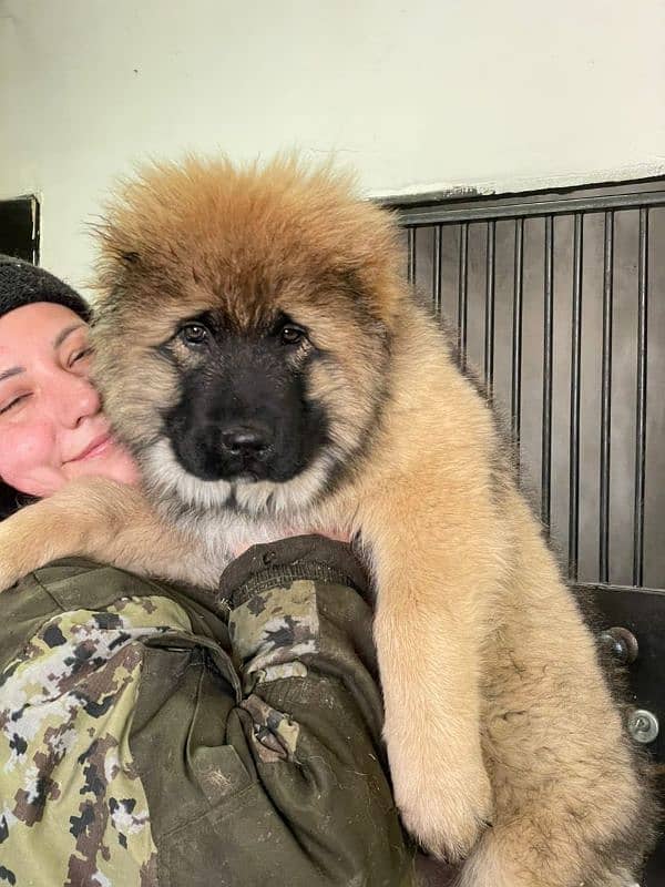 Imported Caucasian Shepherd puppies available for booking 4