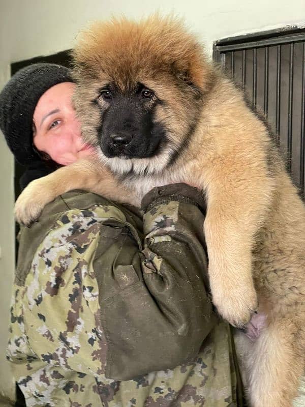 Imported Caucasian Shepherd puppies available for booking 5