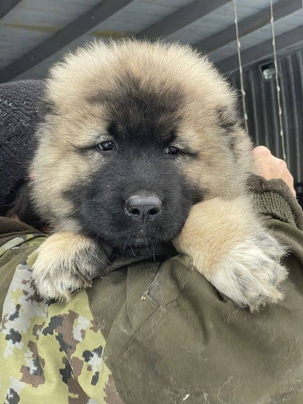 Imported Caucasian Shepherd puppies available for booking 12