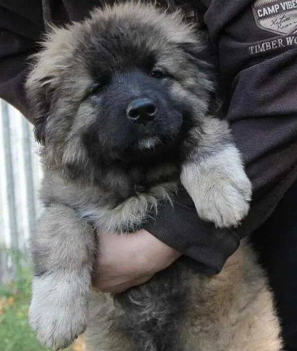 Imported Caucasian Shepherd puppies available for booking 16