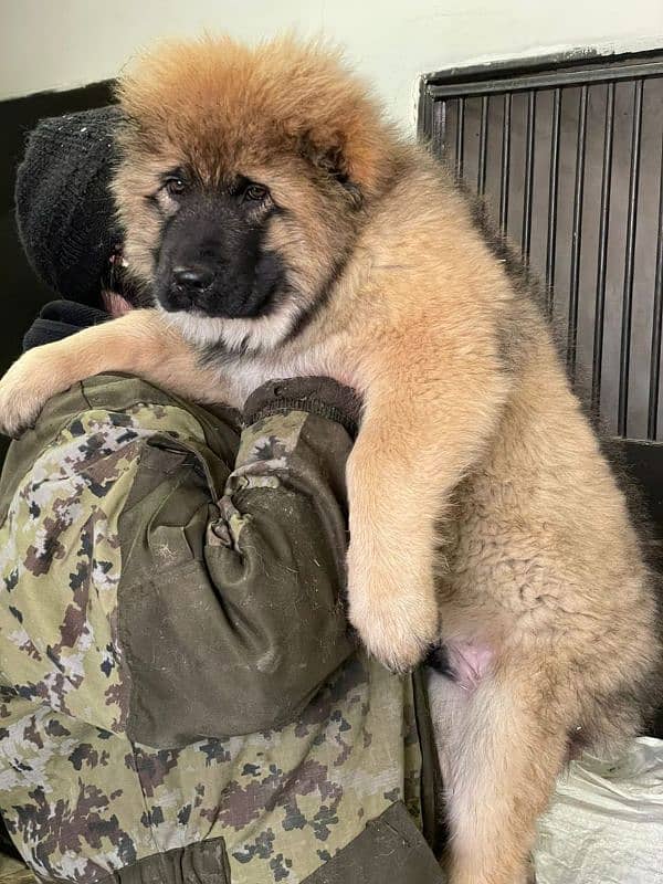 Imported Caucasian Shepherd puppies available for booking 17