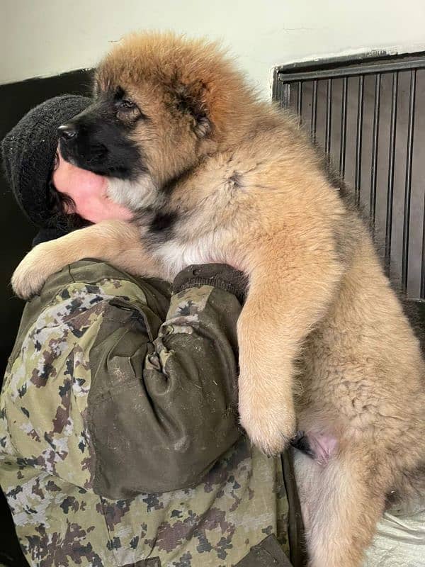 Imported Caucasian Shepherd puppies available for booking 18