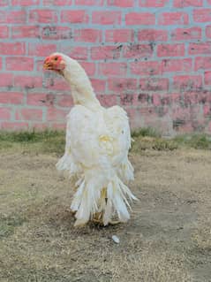 Aseel / Indian Parrot beak / Chicks / Hens / Hopeland Fancy Bids /چوزے