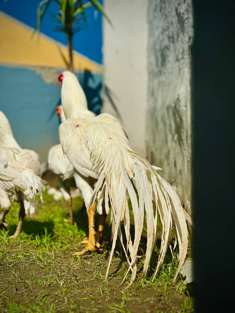 Aseel / Indian Parrot beak / Chicks / Hens / Hopeland Fancy Bids /چوزے 16