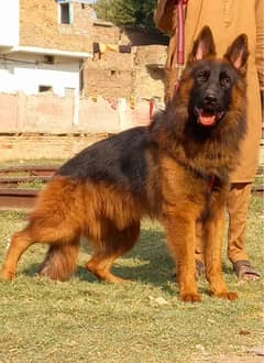 German Shepherd long coat Dog For Sale | Black Mask German Shepherd