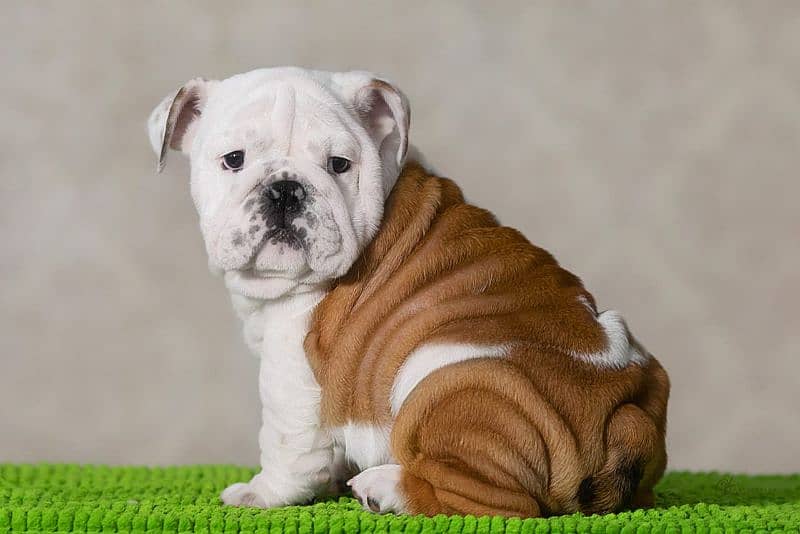 Imported English bulldog puppies available for booking 3