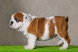 Imported English bulldog puppies available for booking