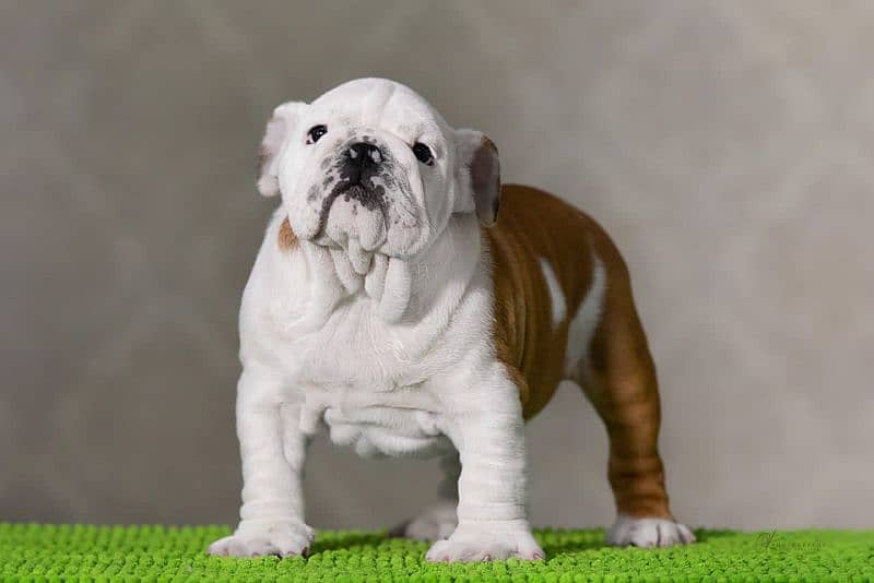 Imported English bulldog puppies available for booking 6