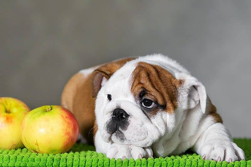 Imported English bulldog puppies available for booking 9